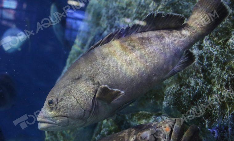 マハタ - 生きもの図鑑 鳥羽水族館