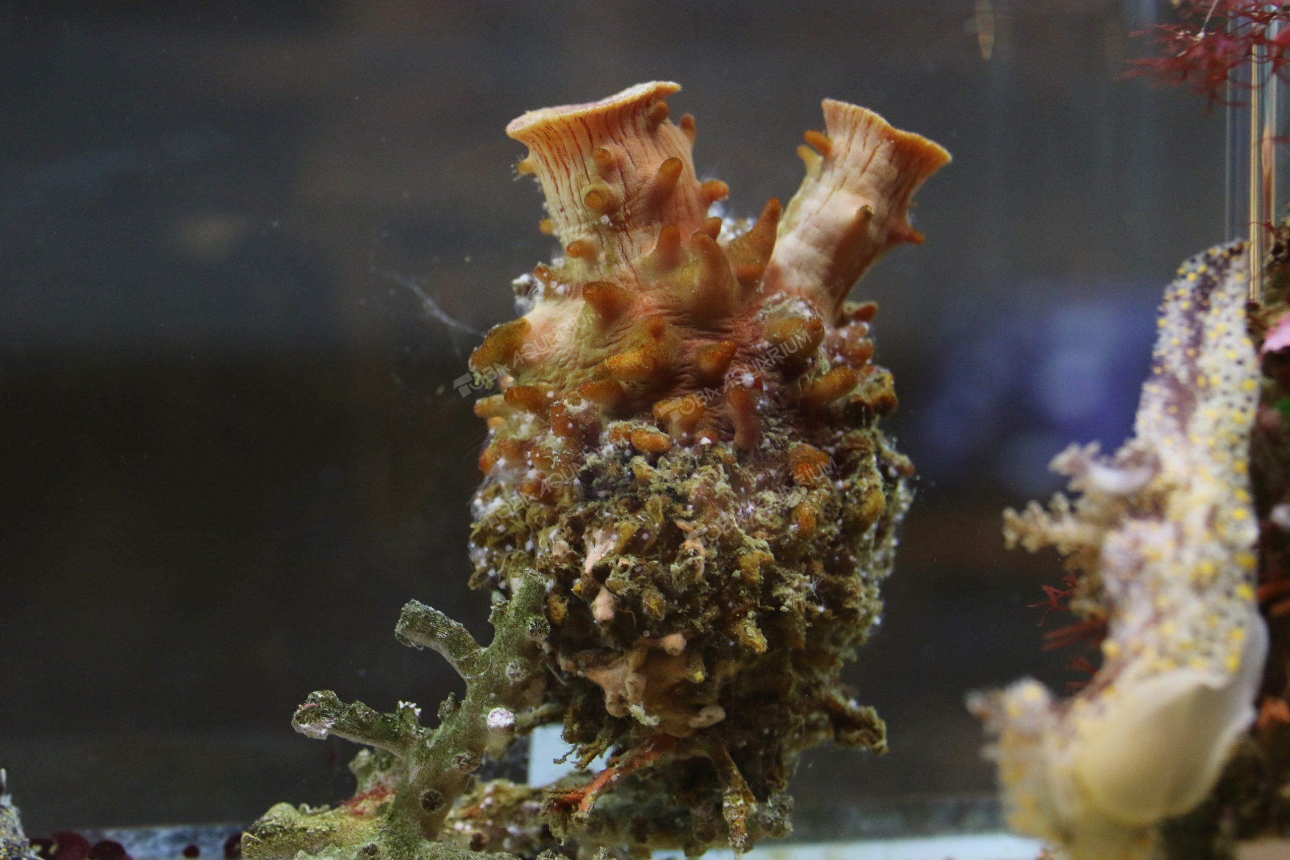Halocynthia roretzi