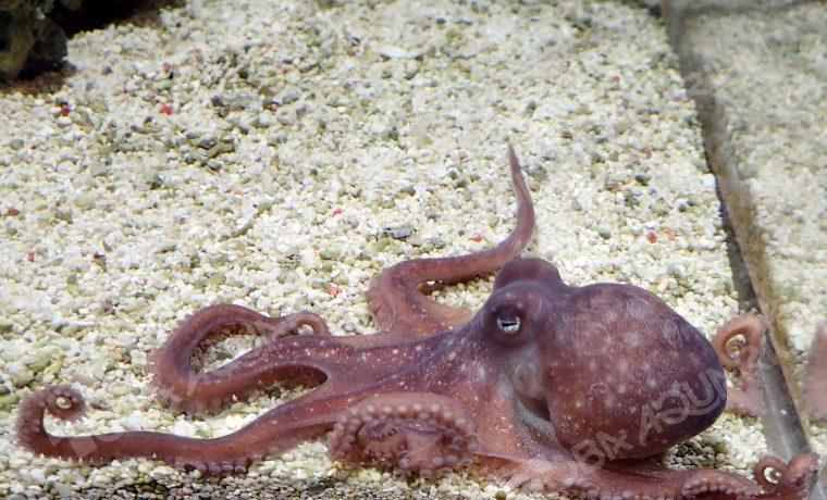 マメダコ 生きもの図鑑 鳥羽水族館