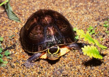 インドホシガメ 生きもの図鑑 鳥羽水族館