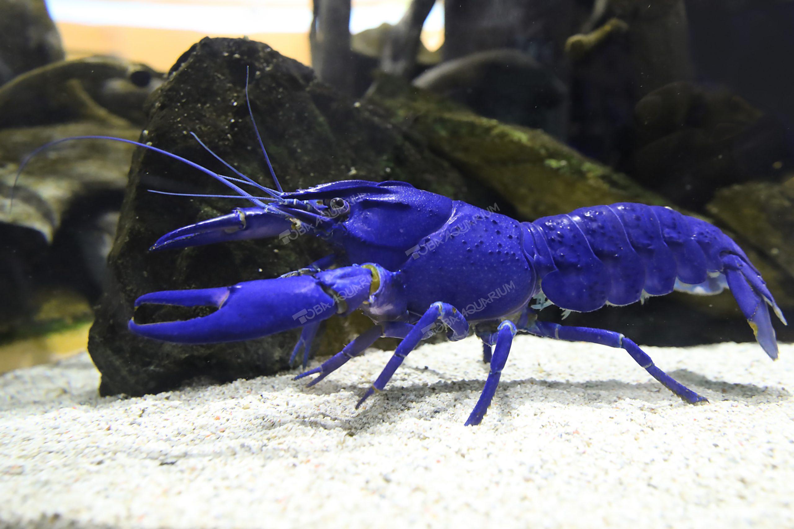マロン 生きもの図鑑 鳥羽水族館