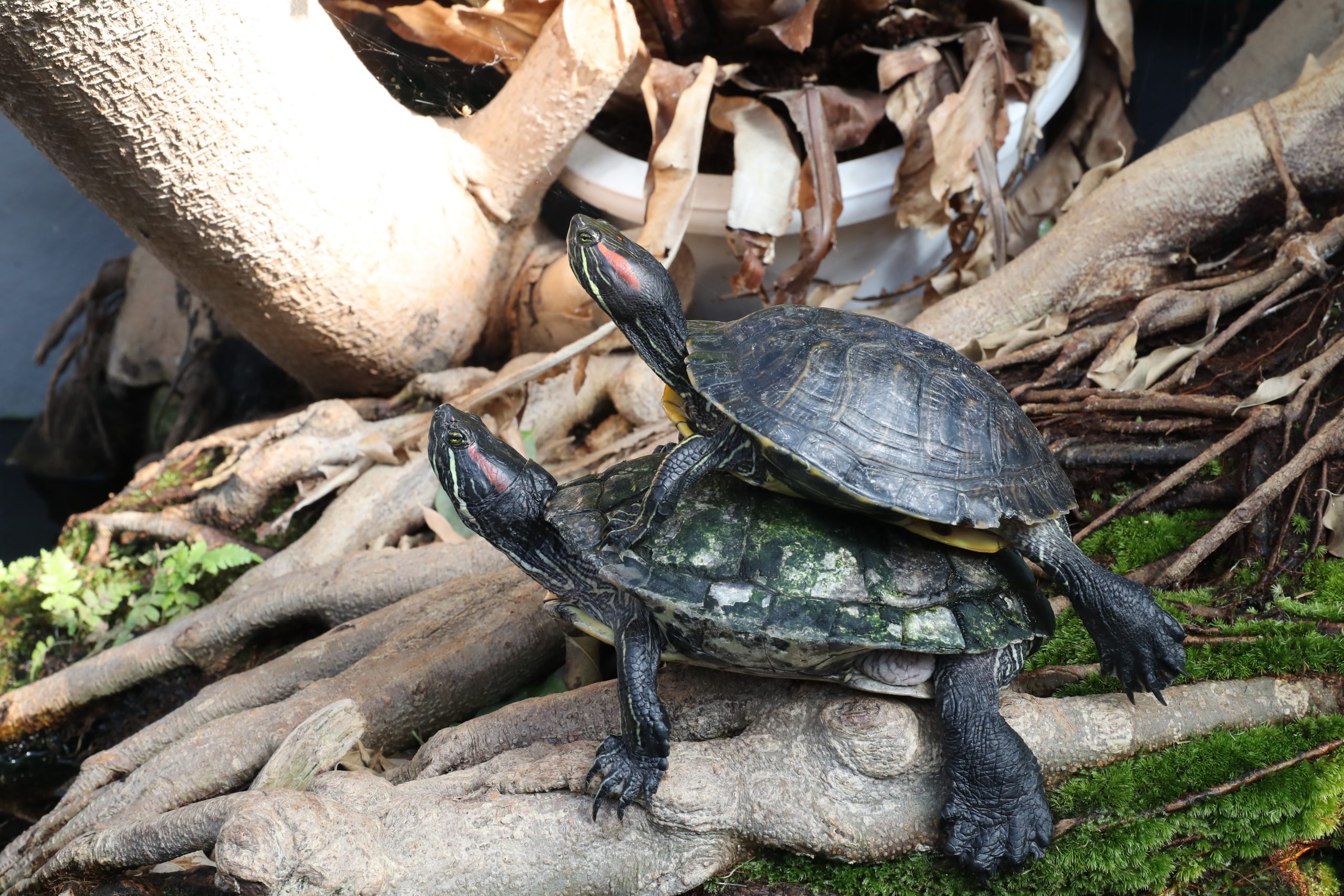 ミシシッピアカミミガメ 生きもの図鑑 鳥羽水族館 ミシシッピアカミミガメ 生きもの図鑑 鳥羽水族館