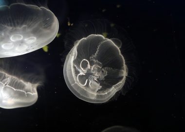 モンハナシャコ 生きもの図鑑 鳥羽水族館