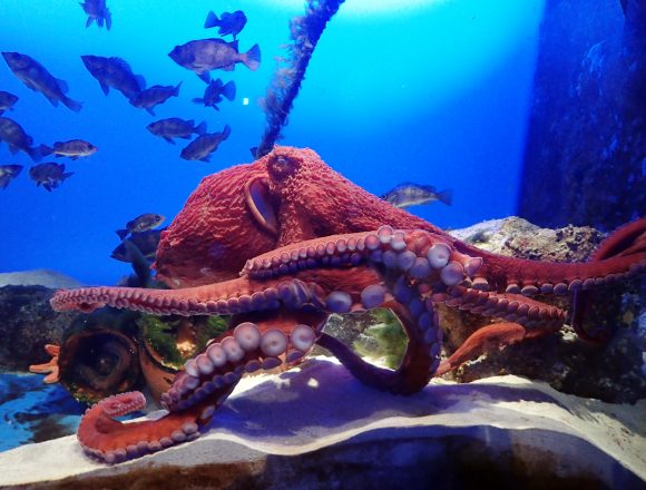 イカ タコの仲間 生きもの図鑑 鳥羽水族館 イカ タコの仲間 生きもの図鑑 鳥羽水族館