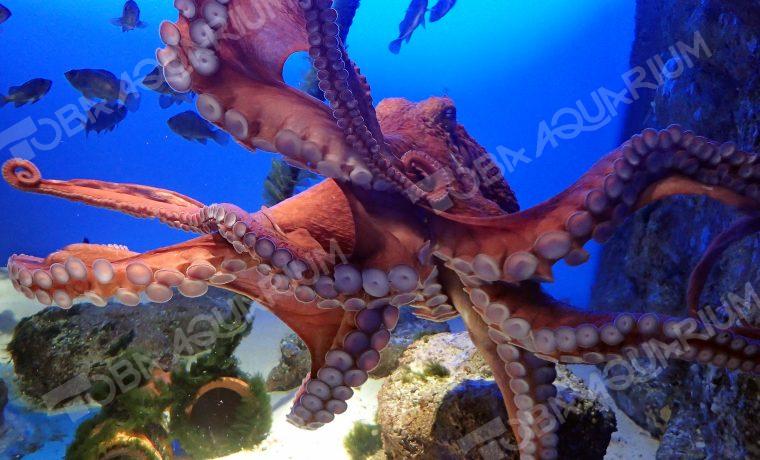ミズダコ - 生きもの図鑑 鳥羽水族館
