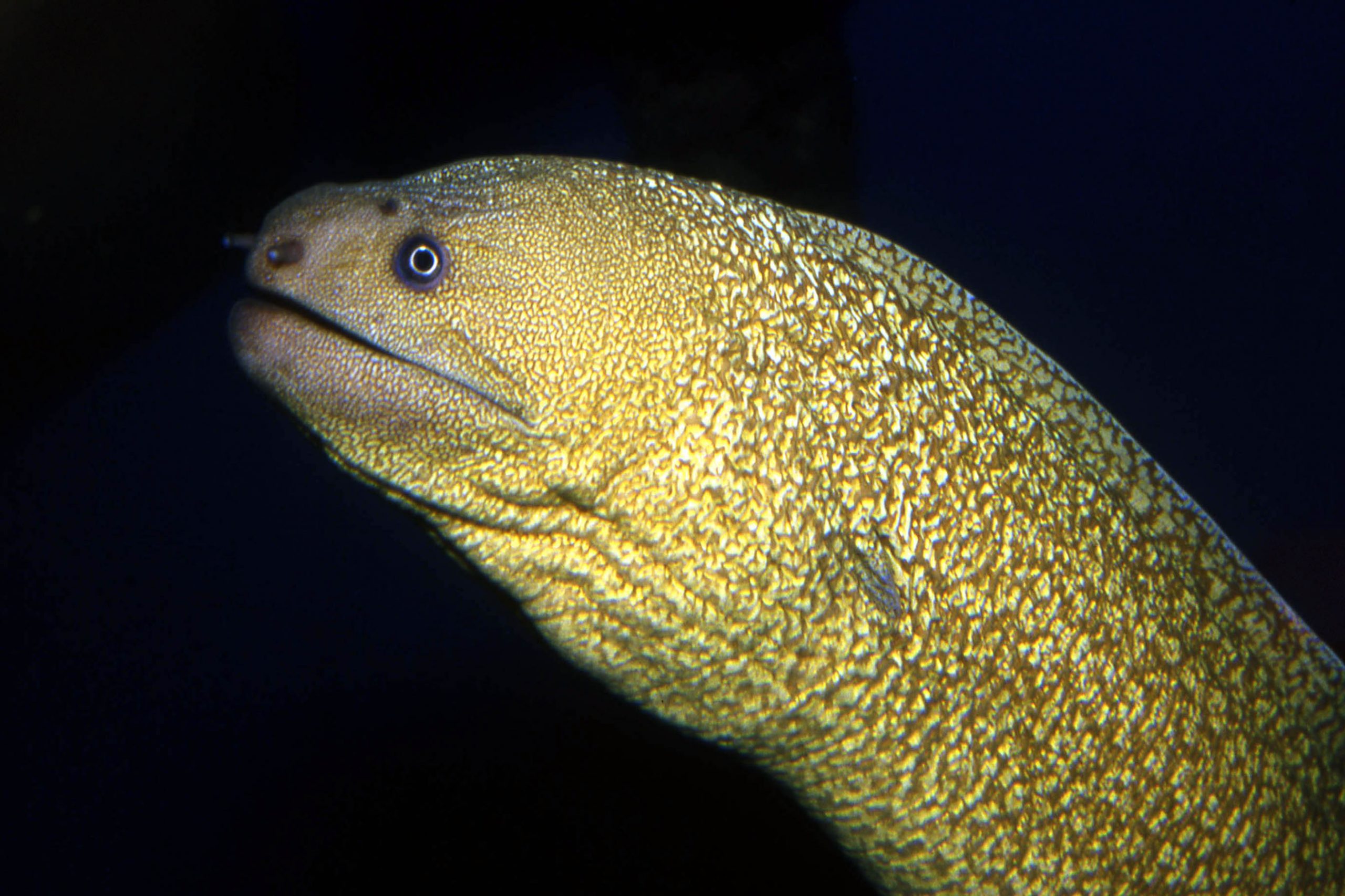 ミゾレウツボ 生きもの図鑑 鳥羽水族館