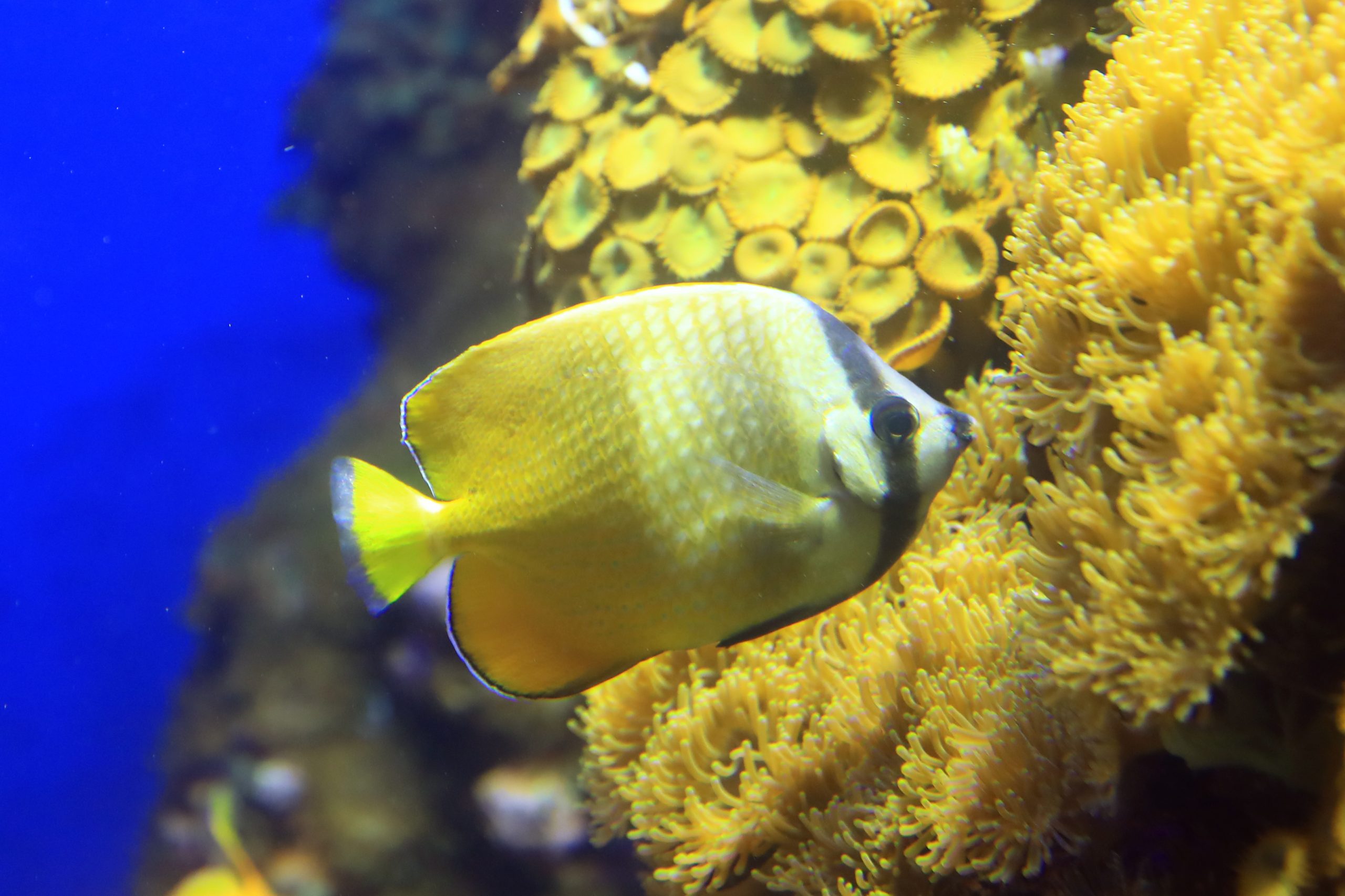 Sunburst Butterflyfish Sunburst Butterflyfish