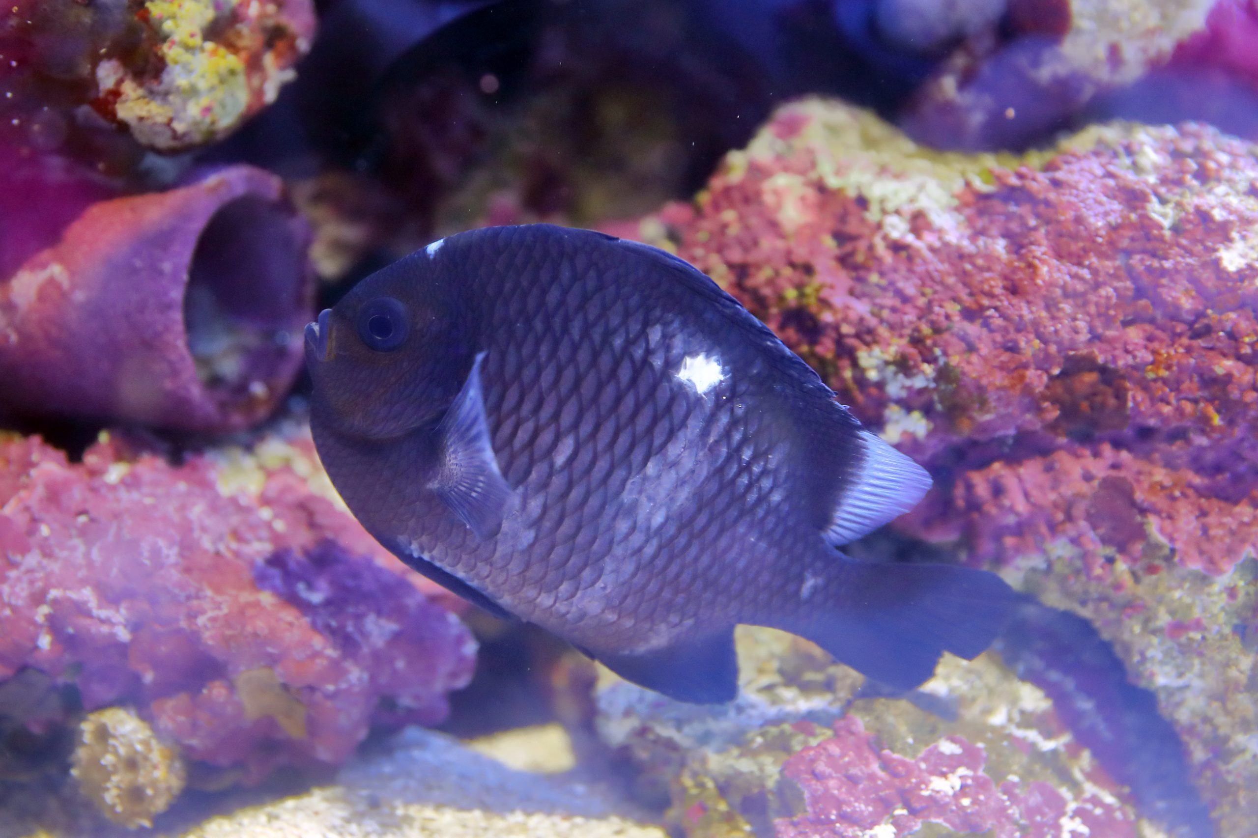 ミツボシクロスズメダイ 生きもの図鑑 鳥羽水族館