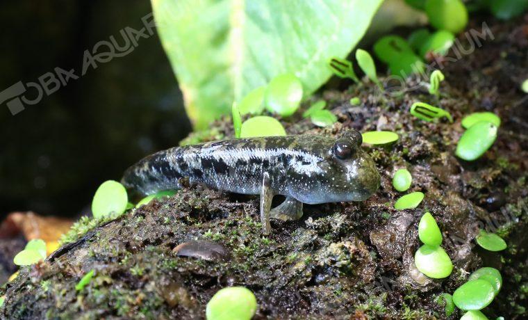 ミナミトビハゼ 生きもの図鑑 鳥羽水族館