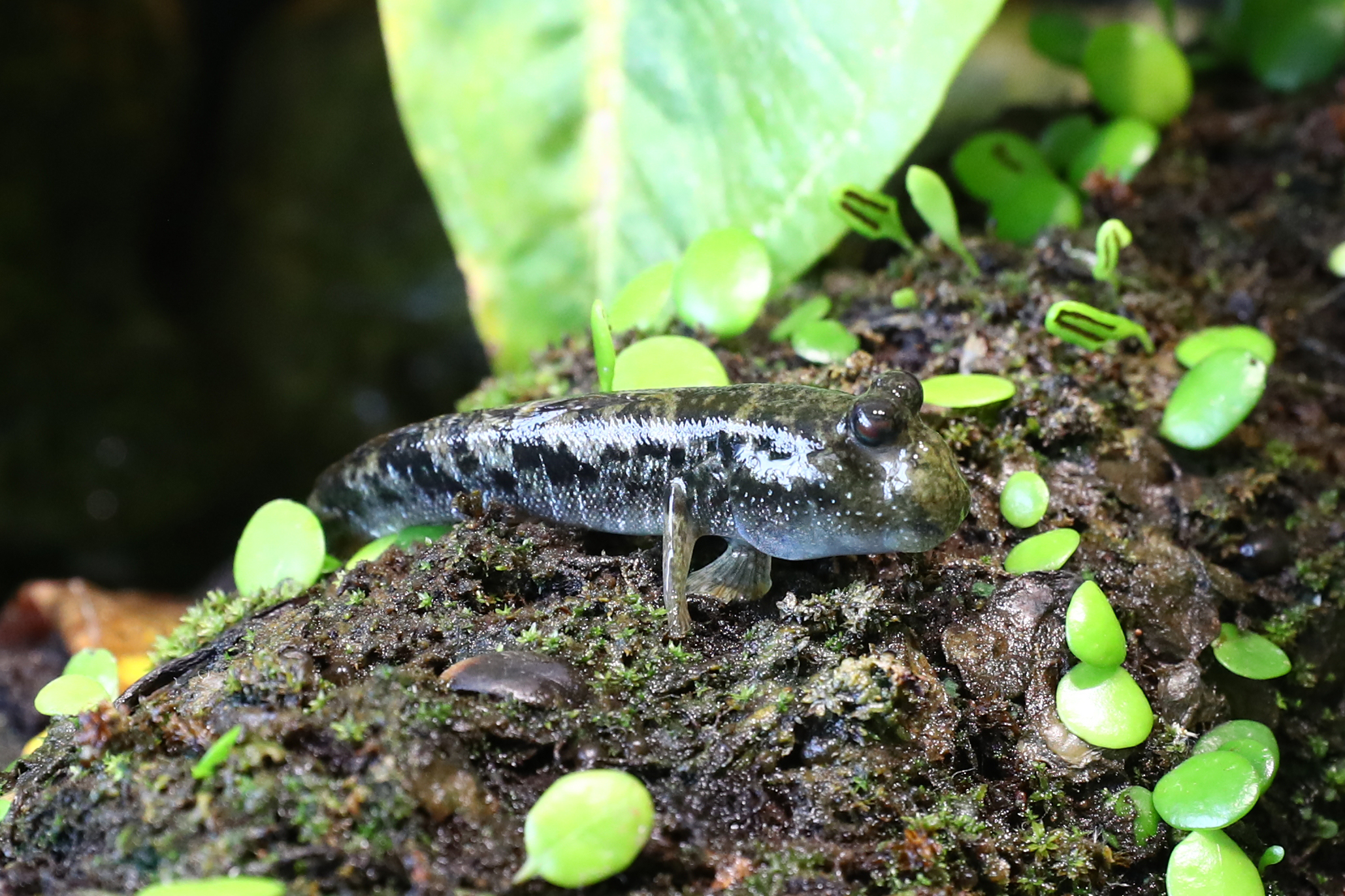 ミナミトビハゼ 生きもの図鑑 鳥羽水族館 ミナミトビハゼ 生きもの図鑑 鳥羽水族館