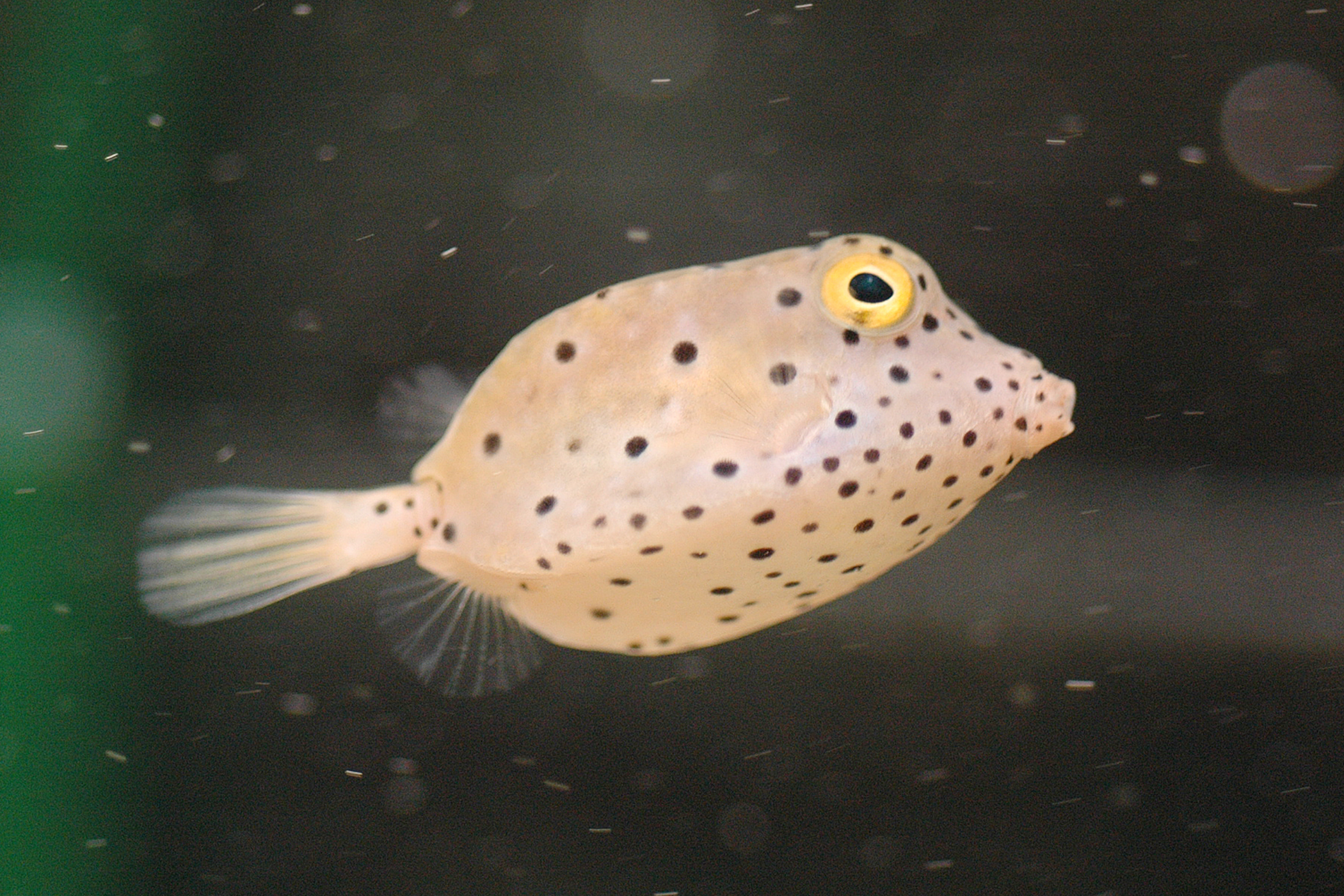 ミナミハコフグ 生きもの図鑑 鳥羽水族館 ミナミハコフグ 生きもの図鑑 鳥羽水族館