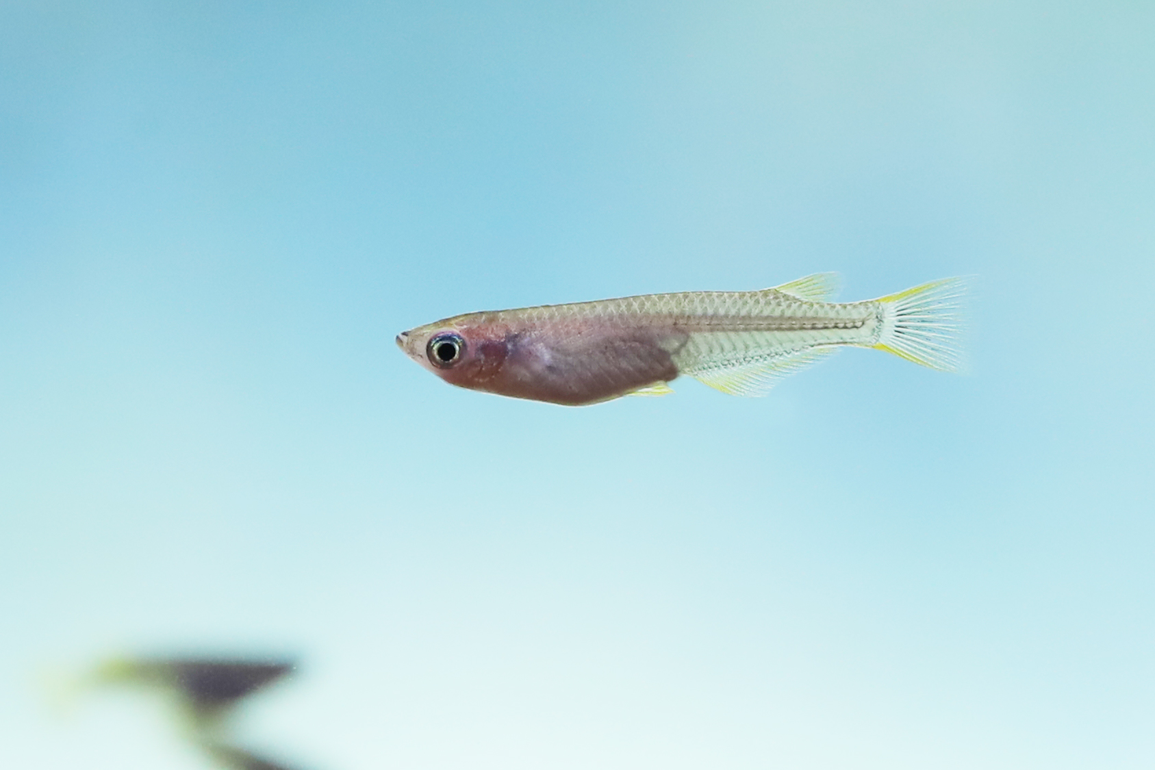 ミナミメダカ 生きもの図鑑 鳥羽水族館 ミナミメダカ 生きもの図鑑 鳥羽水族館
