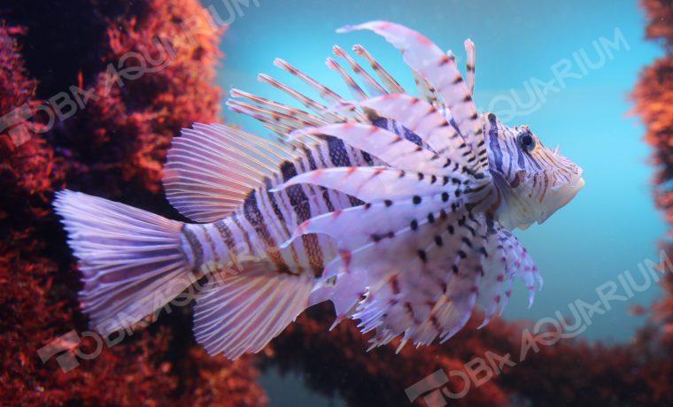 ミノカサゴ - 生きもの図鑑 鳥羽水族館
