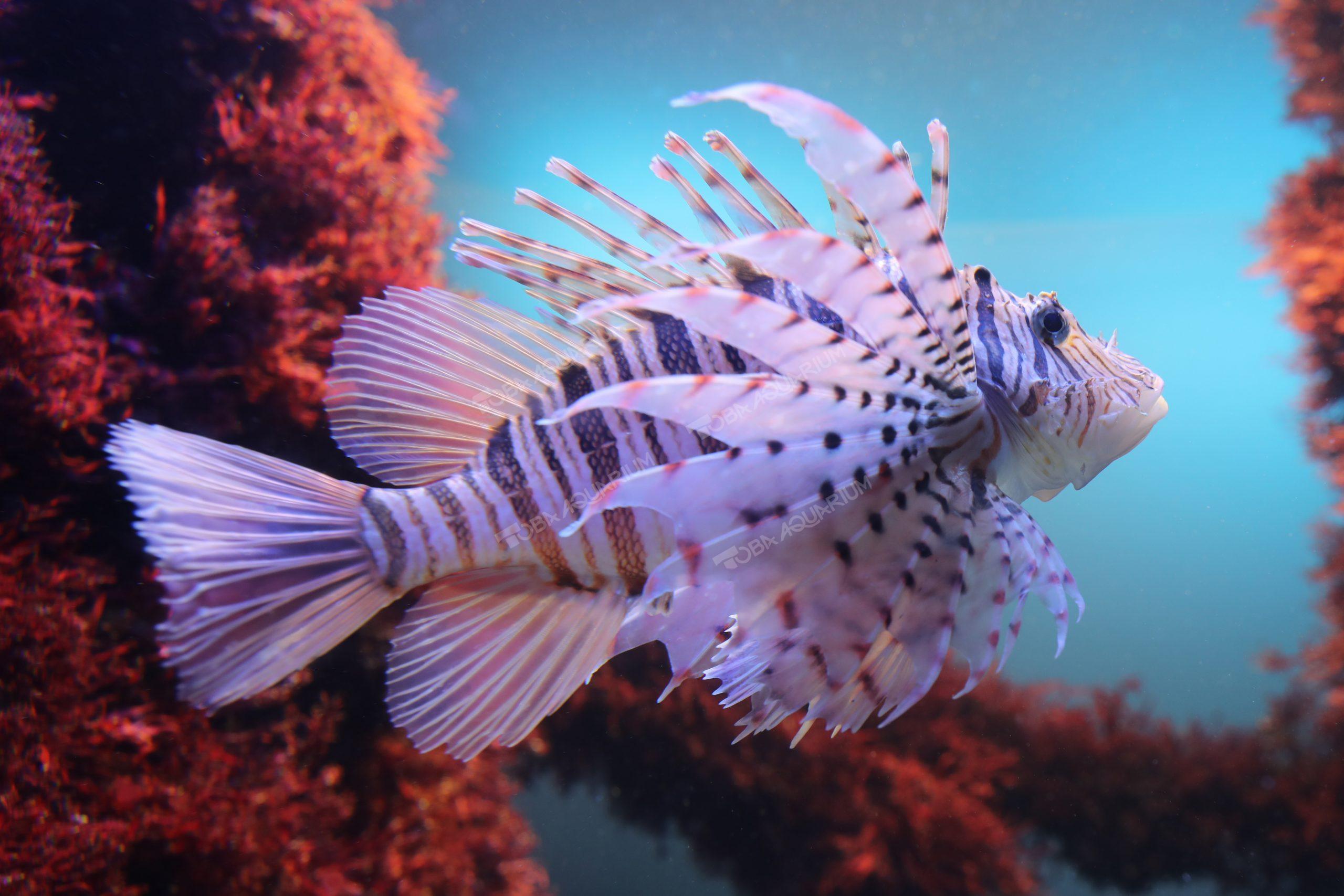 ミノカサゴ - 生きもの図鑑 鳥羽水族館