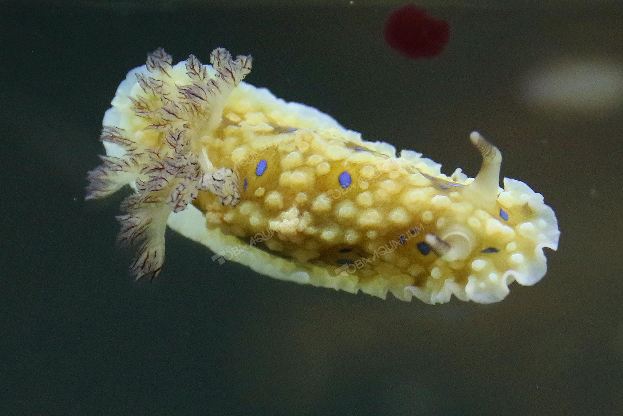 ミヤコウミウシ 生きもの図鑑 鳥羽水族館