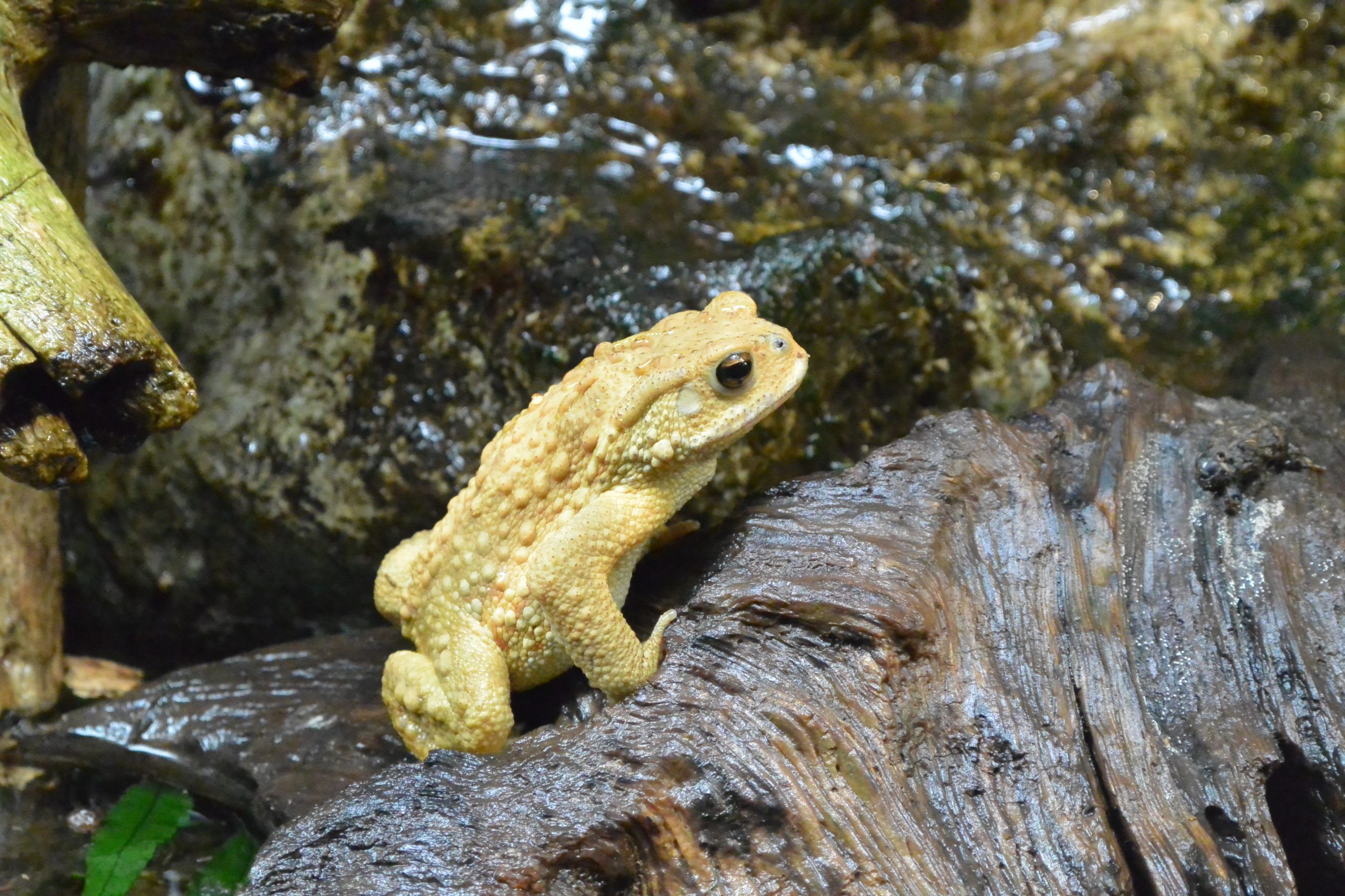 ミヤコヒキガエル 生きもの図鑑 鳥羽水族館 ミヤコヒキガエル 生きもの図鑑 鳥羽水族館