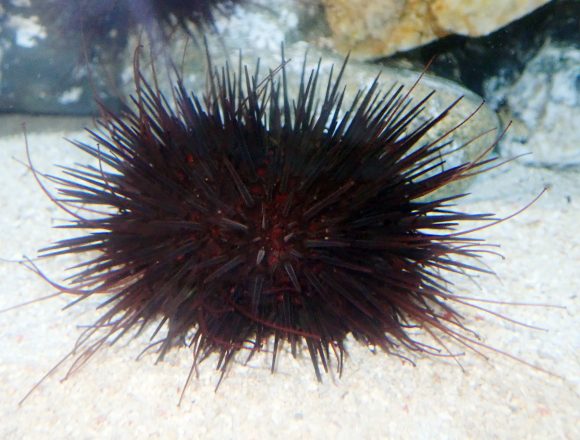 ウニの仲間 生きもの図鑑 鳥羽水族館