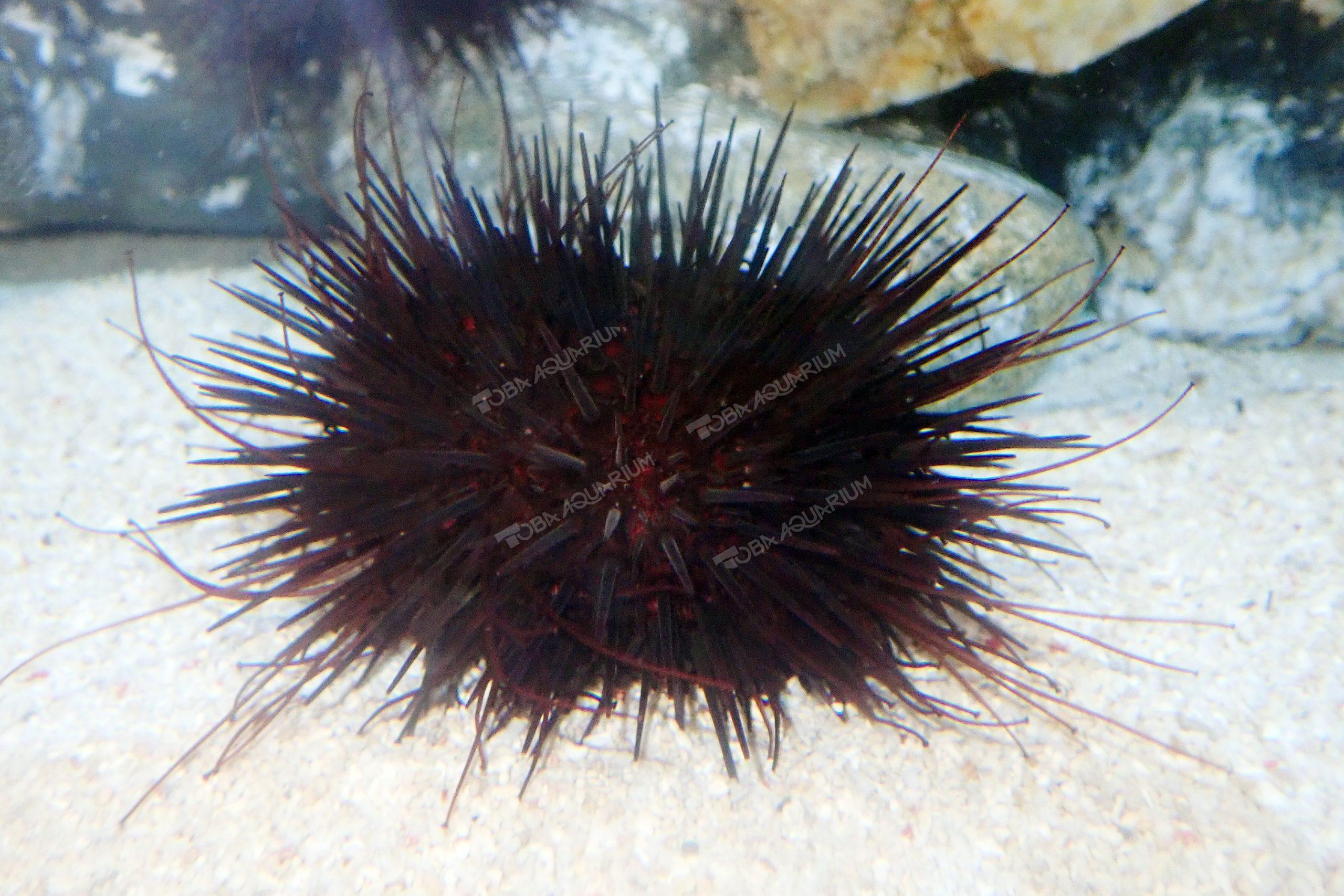 ムラサキウニ 生きもの図鑑 鳥羽水族館 ムラサキウニ 生きもの図鑑 鳥羽水族館