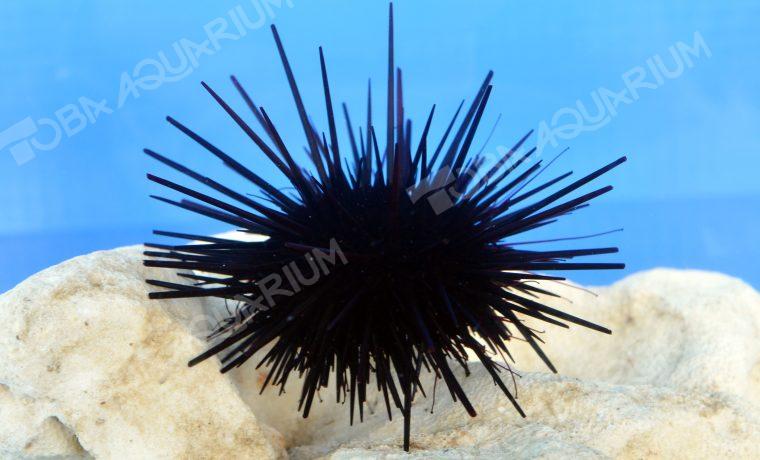 ムラサキウニ 生きもの図鑑 鳥羽水族館