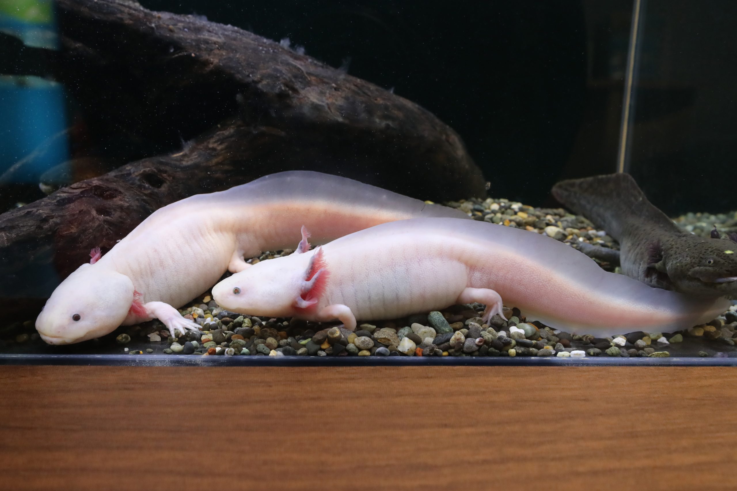 メキシコサラマンダー 生きもの図鑑 鳥羽水族館 メキシコサラマンダー 生きもの図鑑 鳥羽水族館