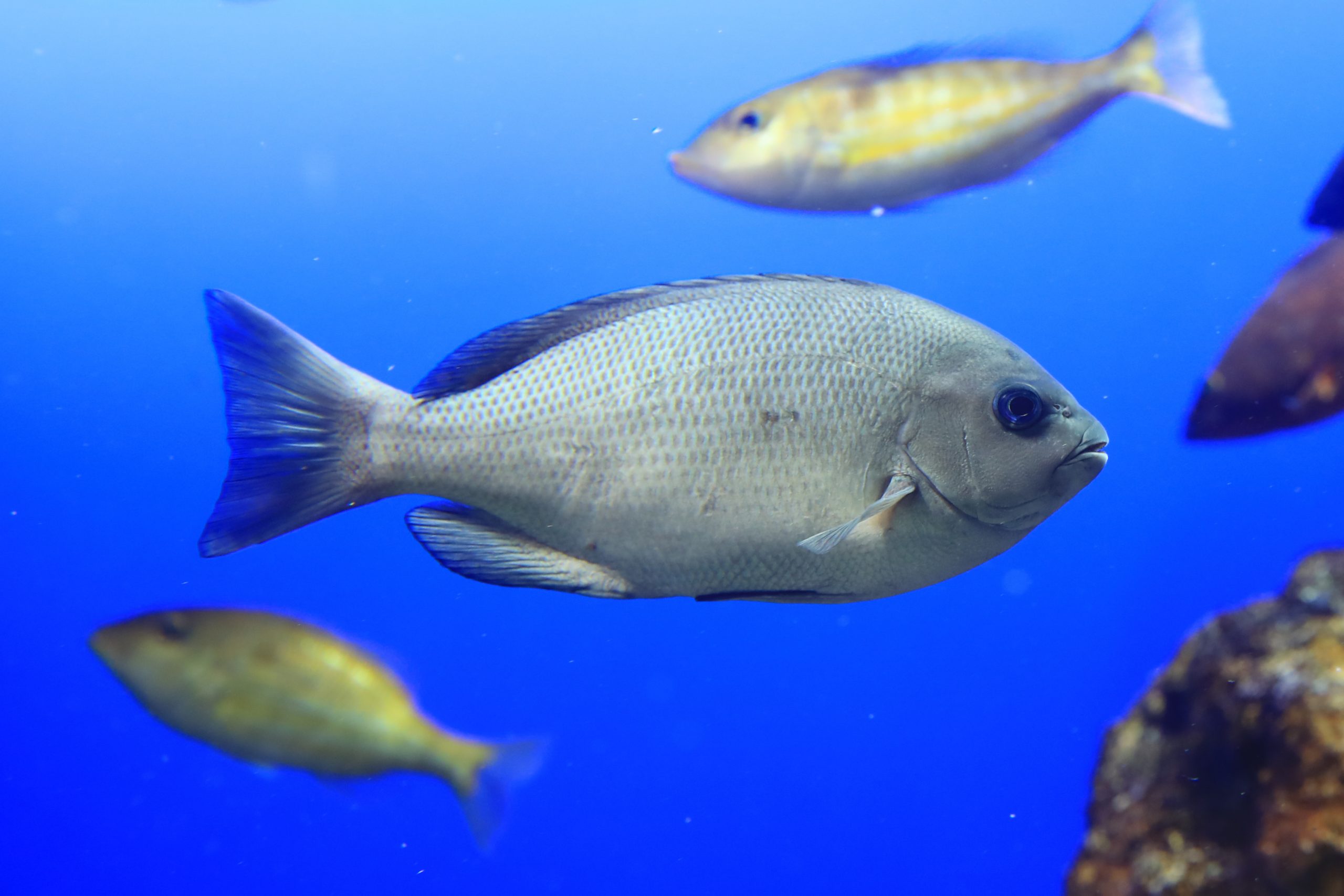 メジナ 生きもの図鑑 鳥羽水族館 メジナ 生きもの図鑑 鳥羽水族館