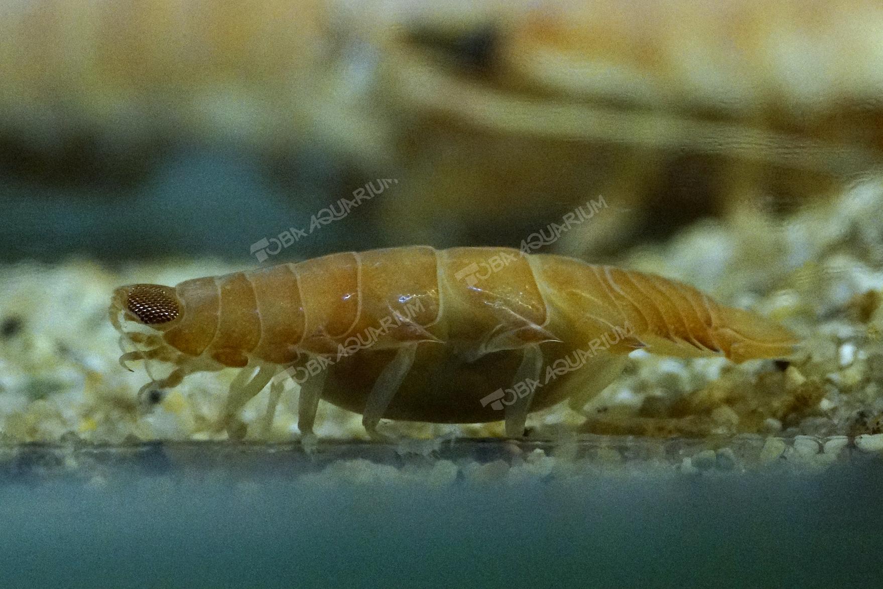 メダマウオノシラミ 生きもの図鑑 鳥羽水族館 メダマウオノシラミ 生きもの図鑑 鳥羽水族館