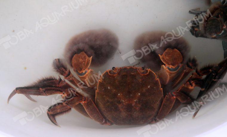 モクズガニ 生きもの図鑑 鳥羽水族館 モクズガニ 生きもの図鑑 鳥羽水族館