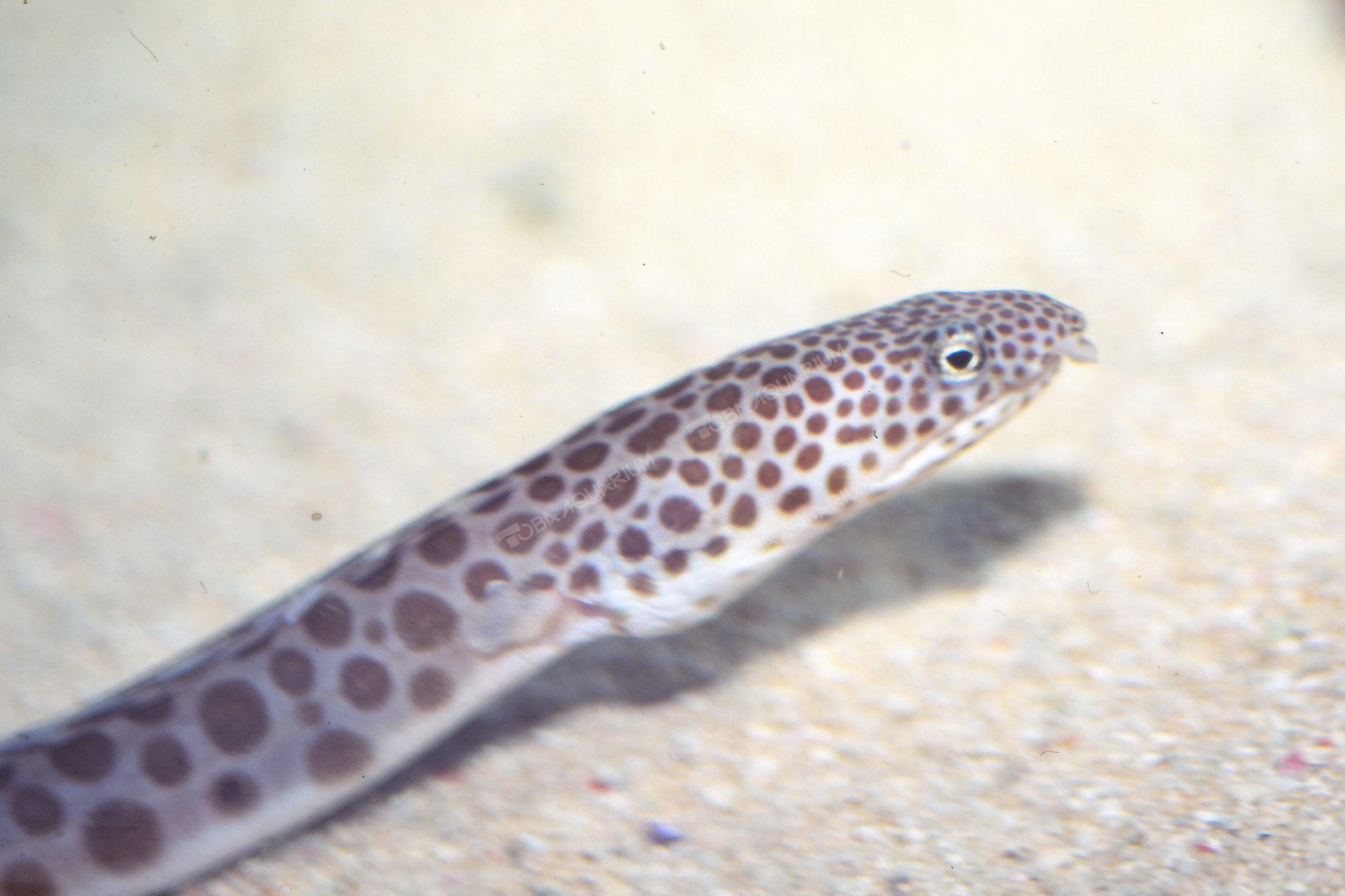 モンガラドオシ 生きもの図鑑 鳥羽水族館