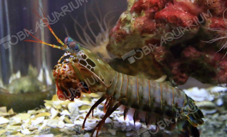 モンハナシャコ 生きもの図鑑 鳥羽水族館