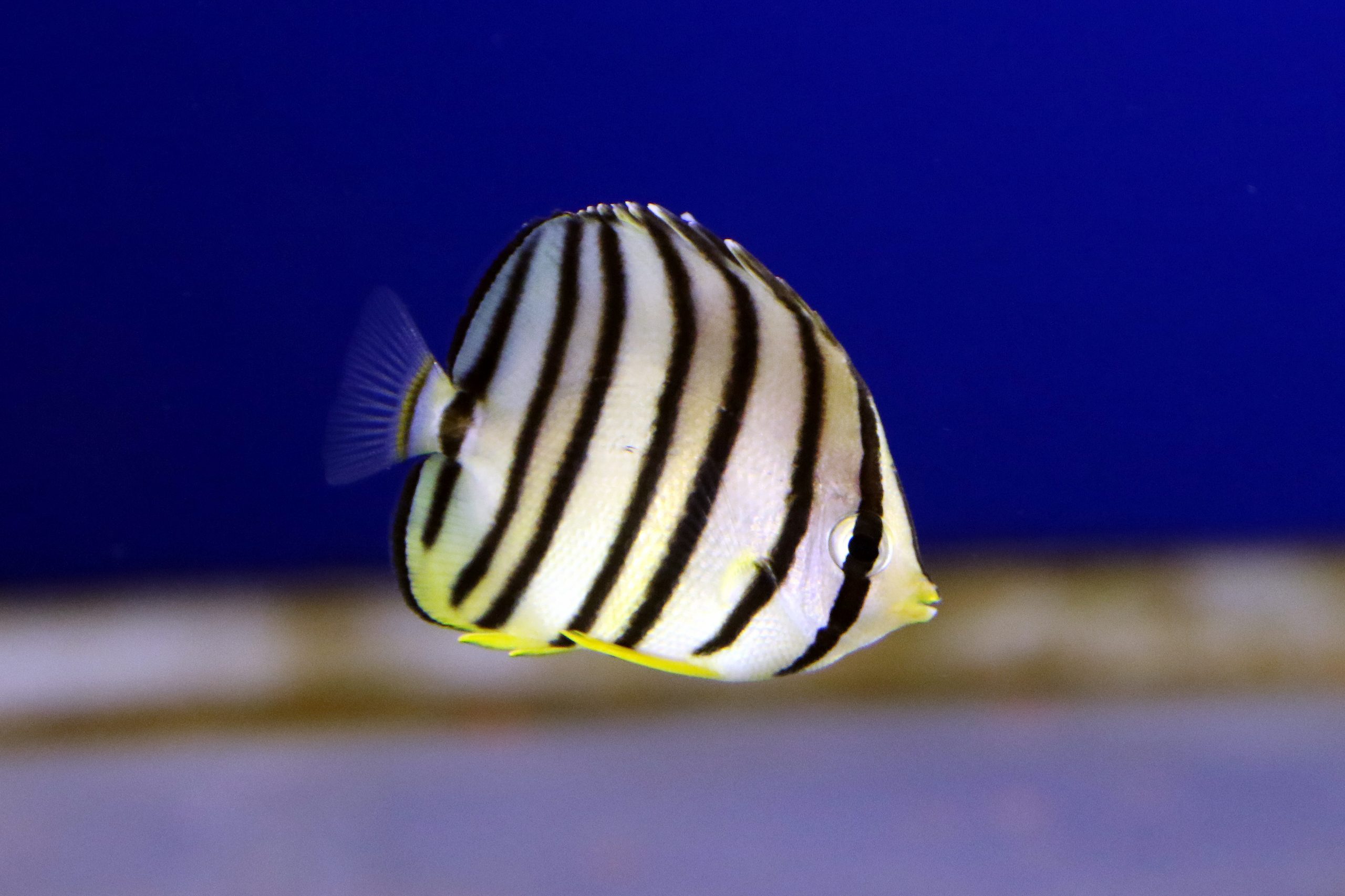 ヤスジチョウチョウウオ - 生きもの図鑑 鳥羽水族館