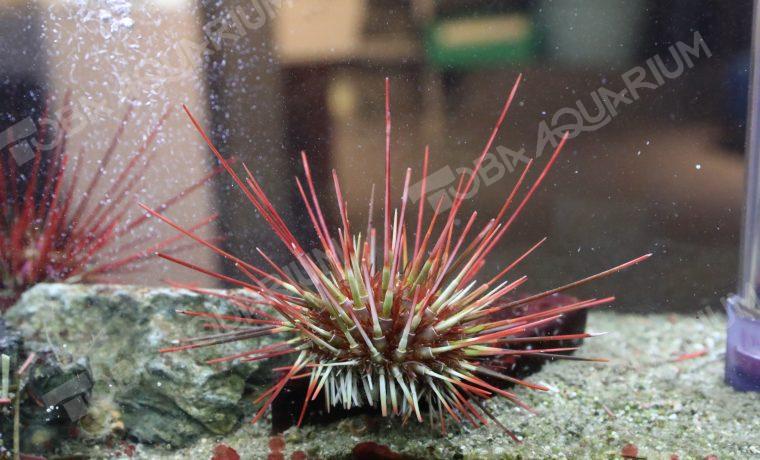 ヤマトベンテンウニ 生きもの図鑑 鳥羽水族館