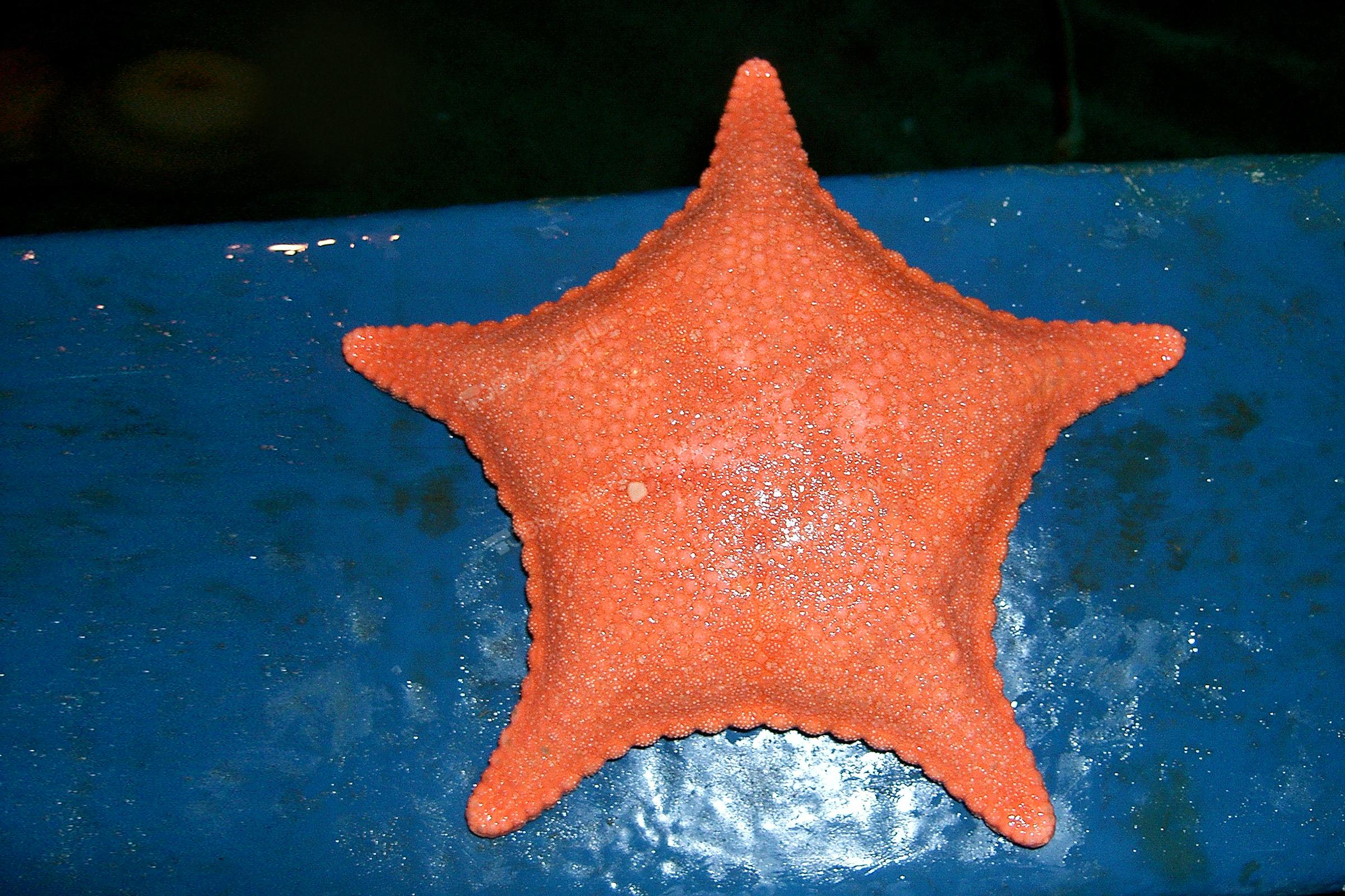 ヤマトホシヒトデ 生きもの図鑑 鳥羽水族館