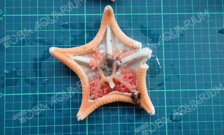 Dendrogaster ユミヘリゴカクノシダムシ - 生きもの図鑑 鳥羽水族館