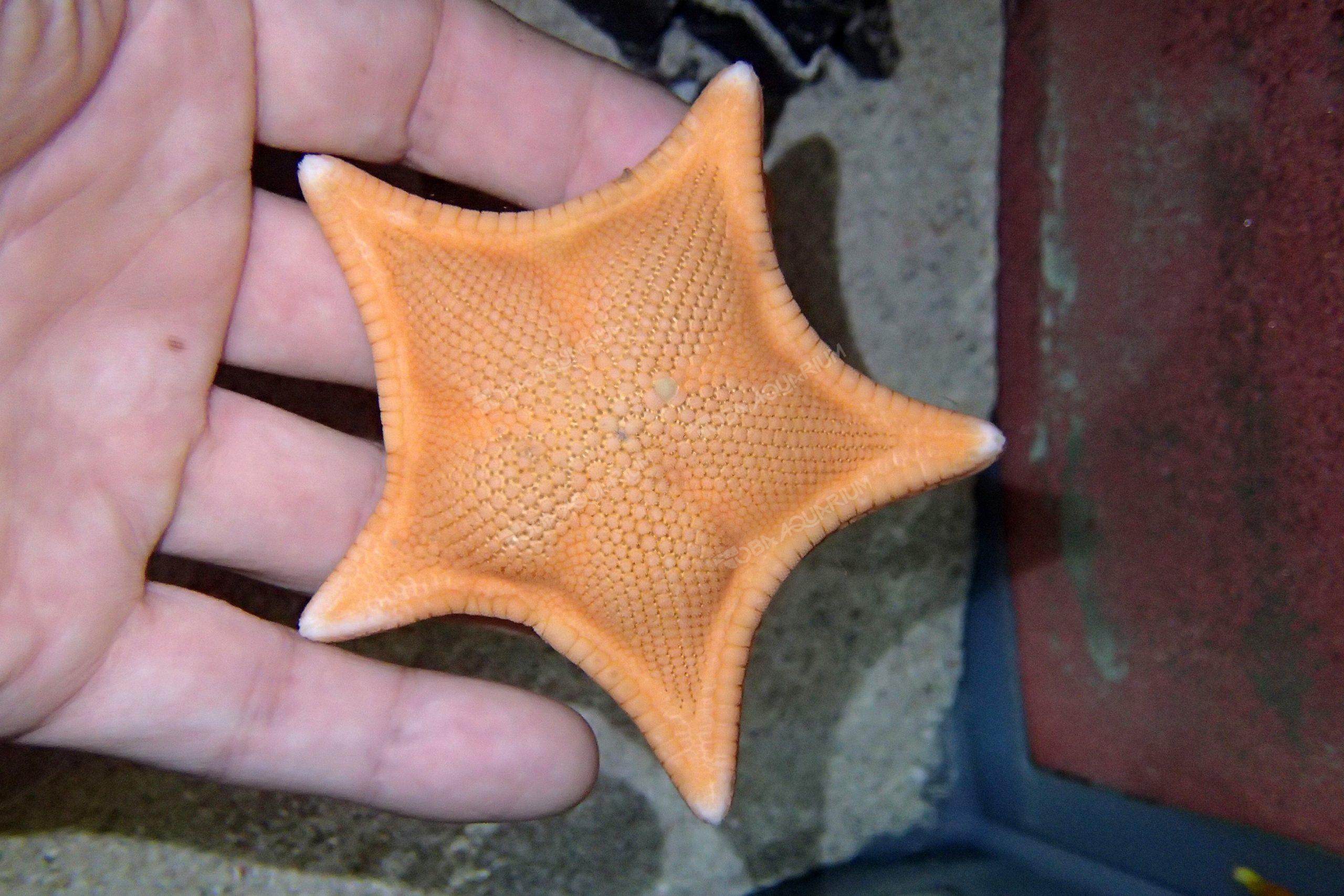 ユミヘリゴカクヒトデ 生きもの図鑑 鳥羽水族館 ユミヘリゴカクヒトデ 生きもの図鑑 鳥羽水族館