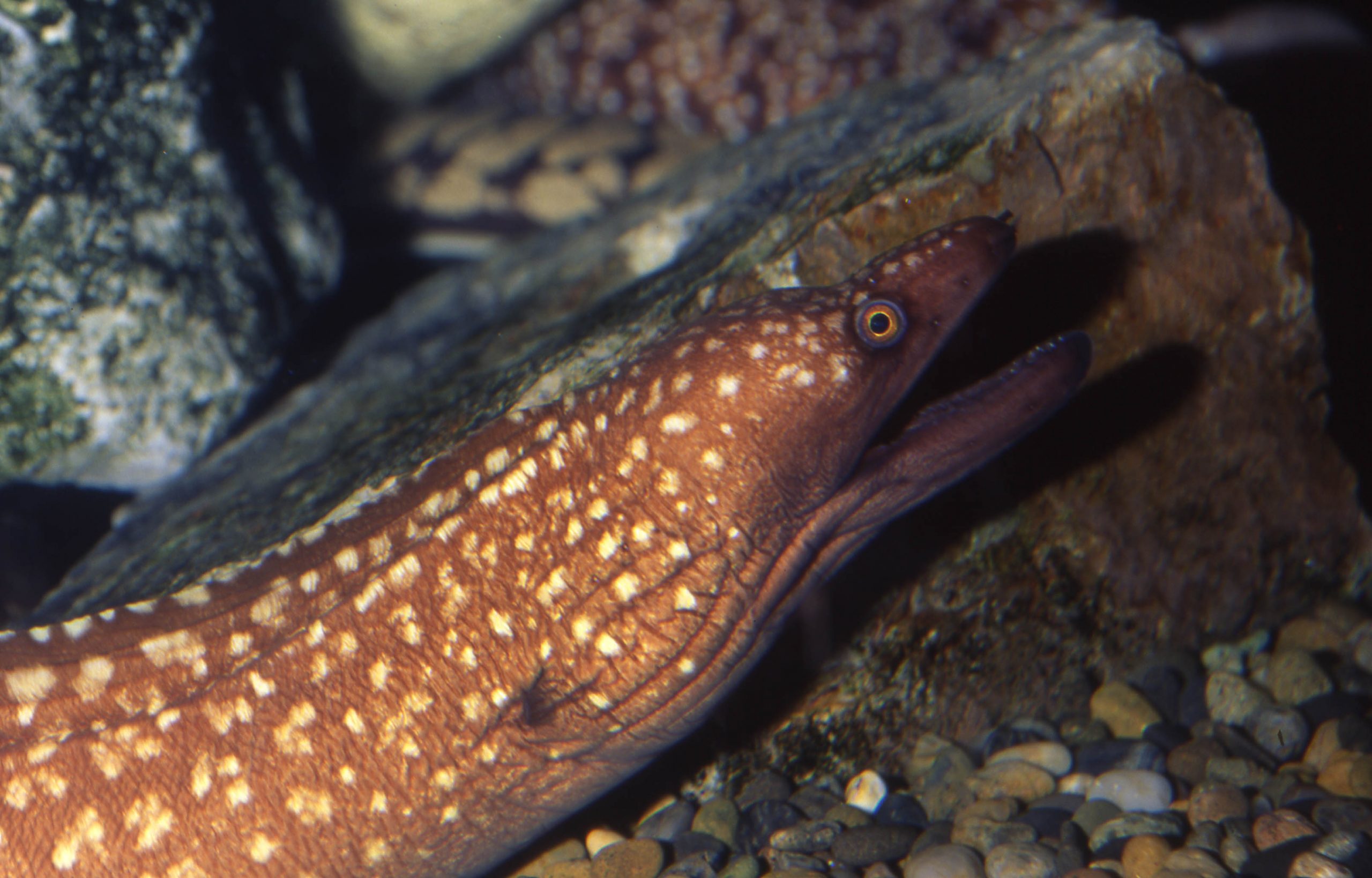 ユリウツボ 生きもの図鑑 鳥羽水族館 ユリウツボ 生きもの図鑑 鳥羽水族館
