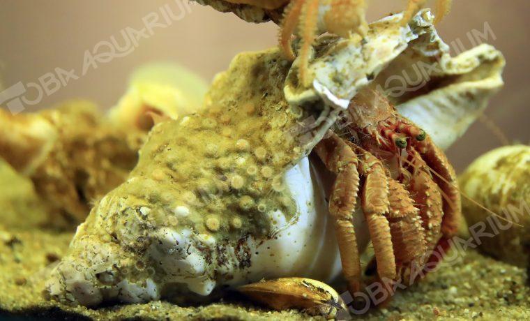 ヨコスジヤドカリ 生きもの図鑑 鳥羽水族館