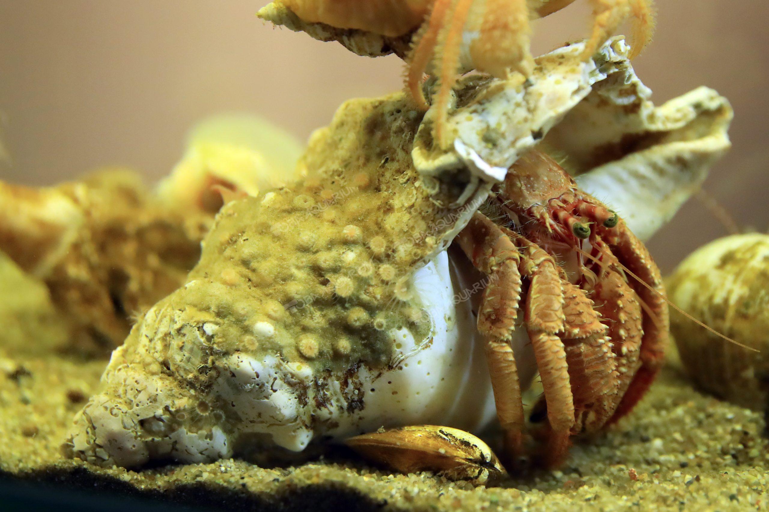 ヨコスジヤドカリ 生きもの図鑑 鳥羽水族館 ヨコスジヤドカリ 生きもの図鑑 鳥羽水族館