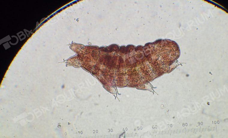 ヨコヅナクマムシ 生きもの図鑑 鳥羽水族館 ヨコヅナクマムシ 生きもの図鑑 鳥羽水族館