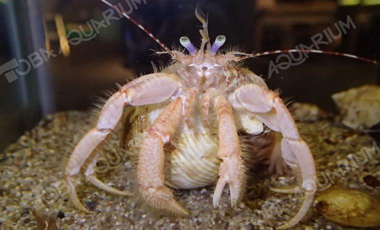 ヨコヤホンヤドカリ 生きもの図鑑 鳥羽水族館