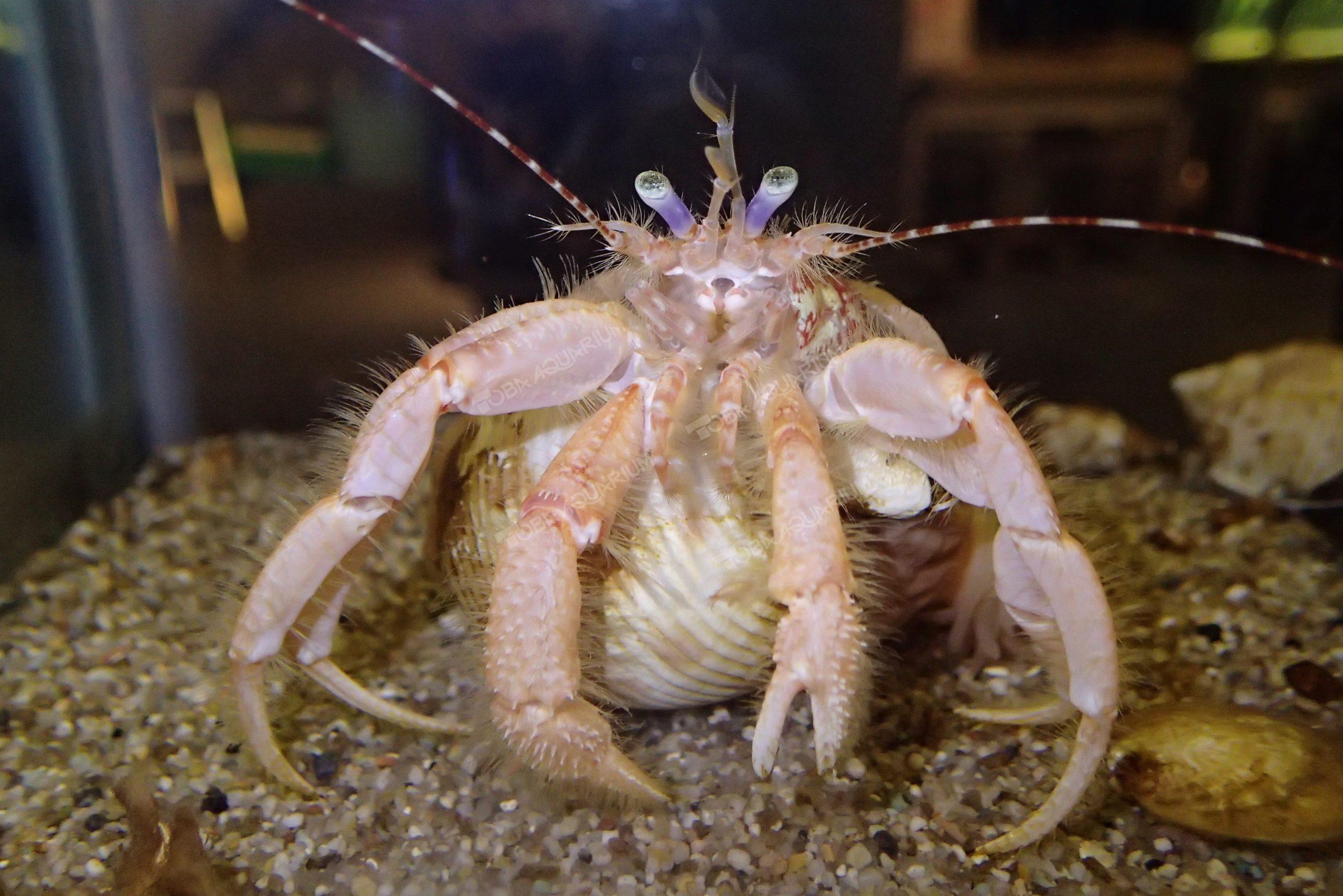 ヨコヤホンヤドカリ 生きもの図鑑 鳥羽水族館