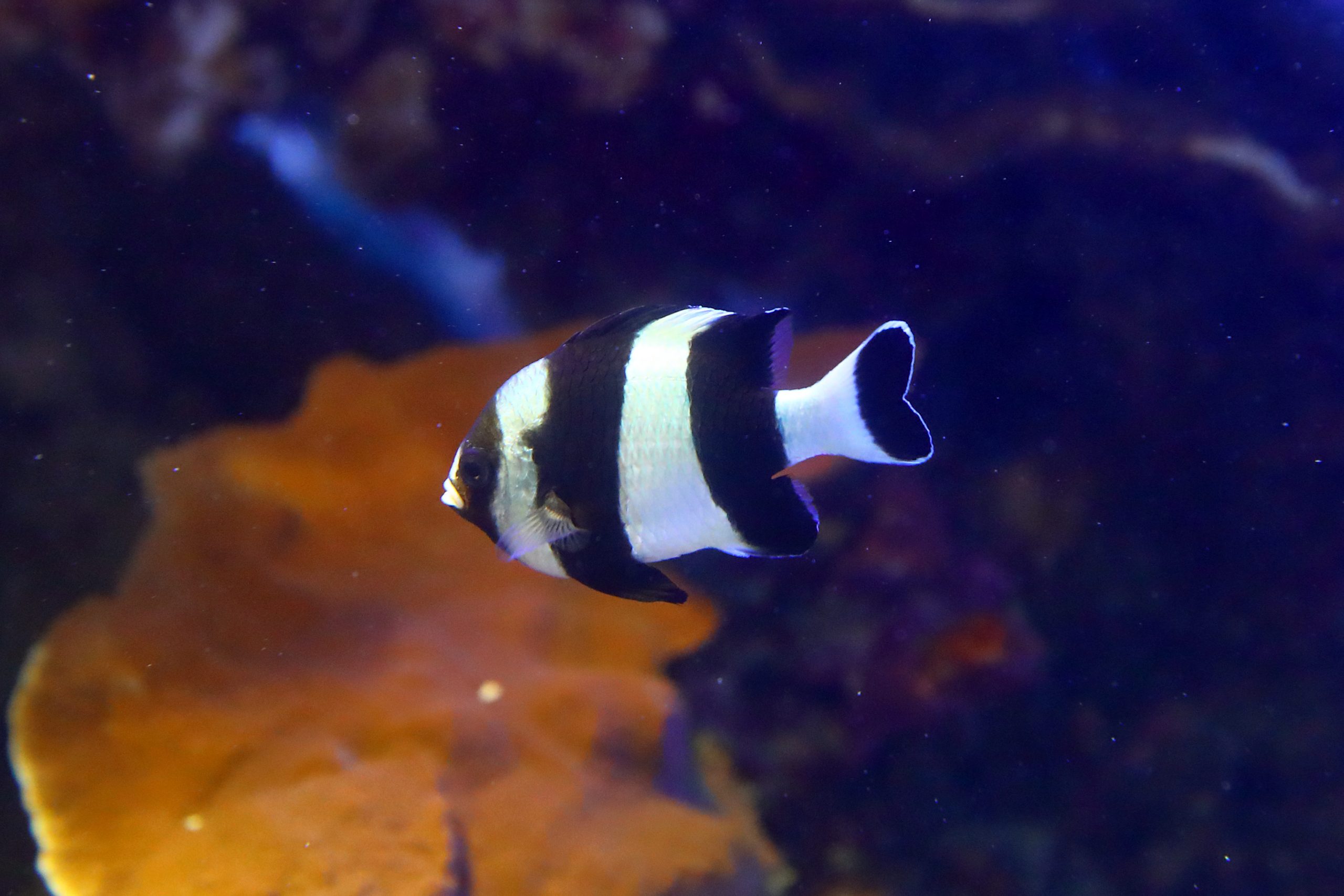 ヨスジリュウキュウスズメダイ 生きもの図鑑 鳥羽水族館