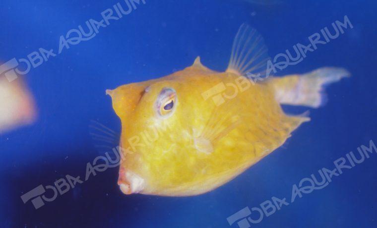 ラクダハコフグ 生きもの図鑑 鳥羽水族館