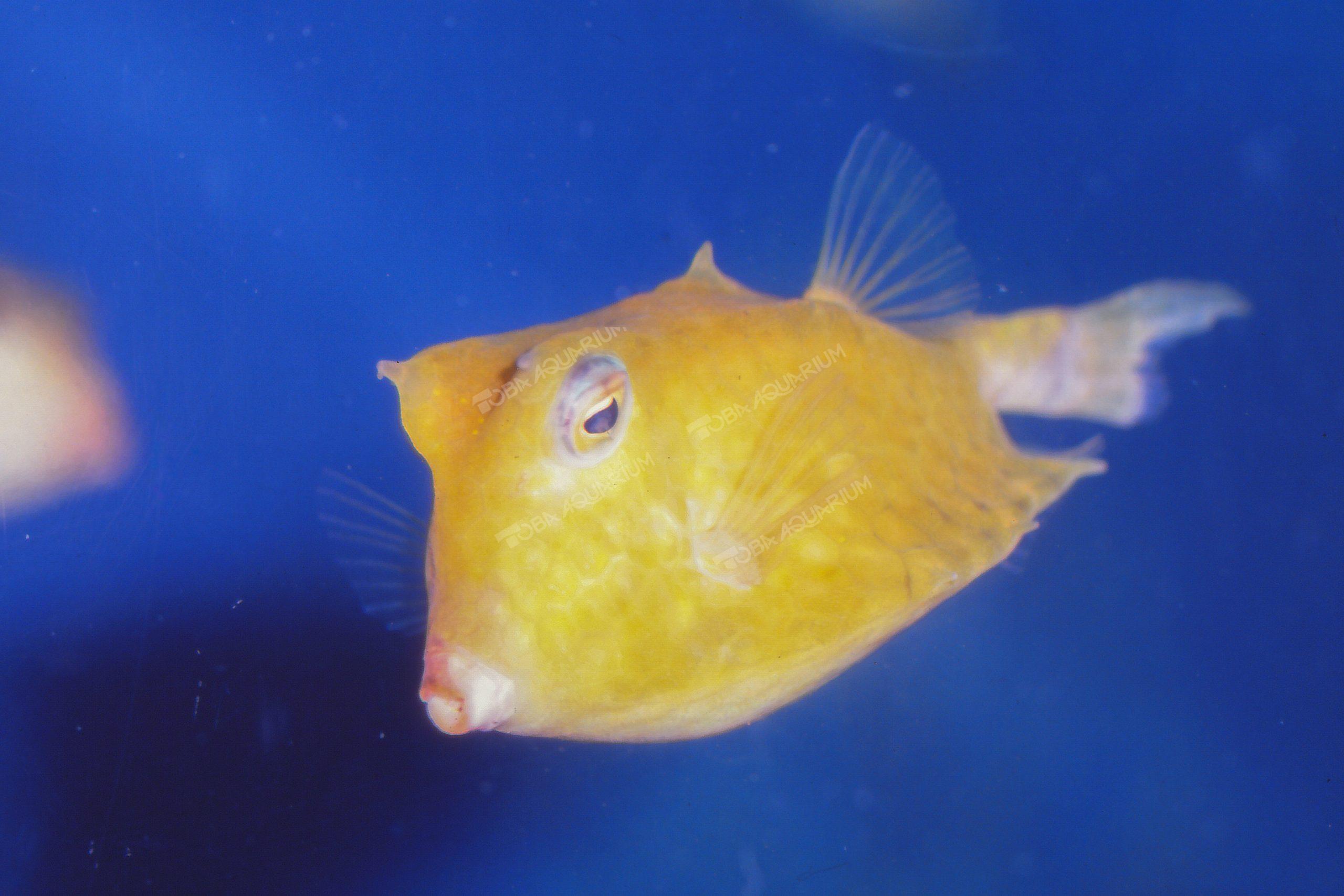 ラクダハコフグ 生きもの図鑑 鳥羽水族館