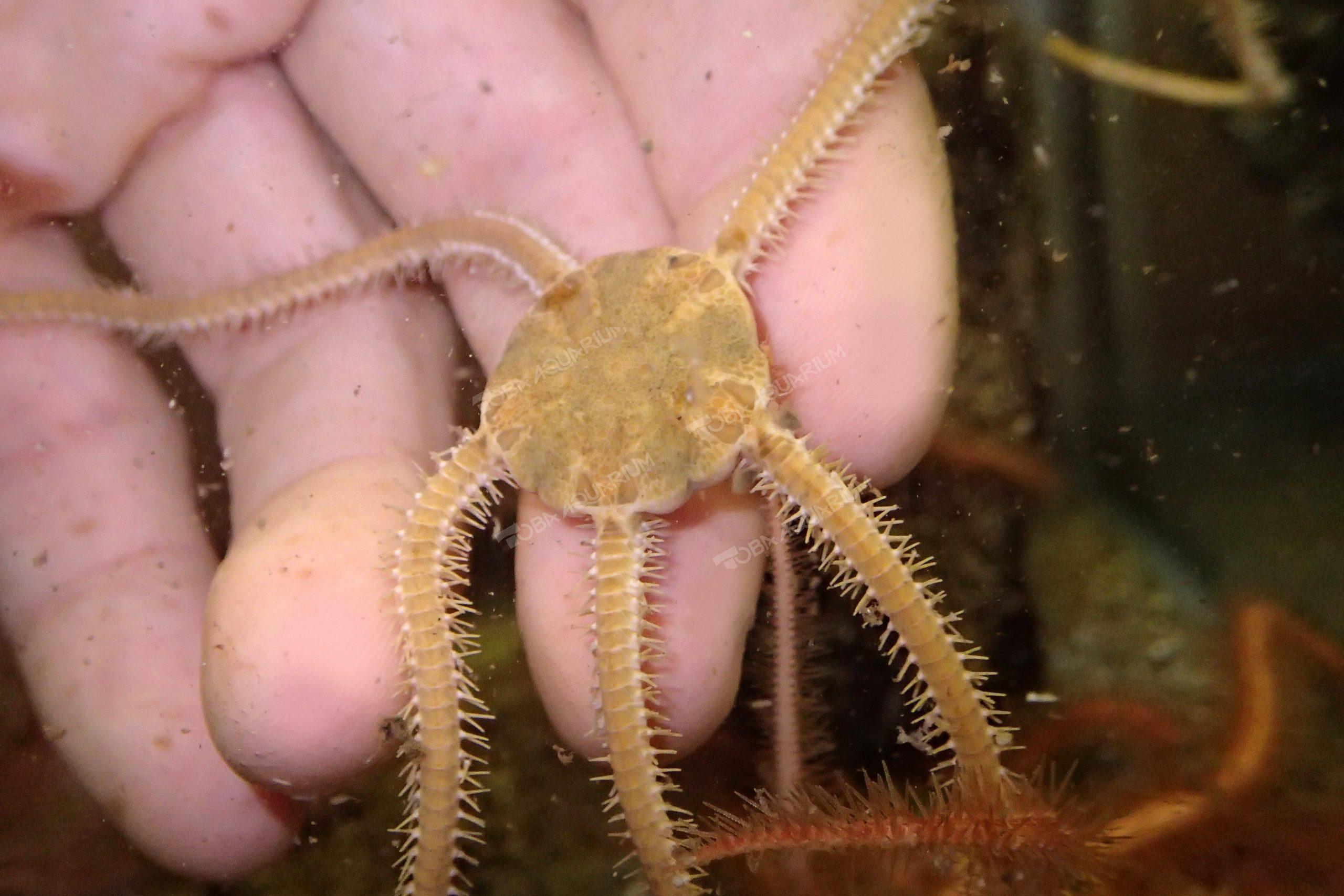 リュウコツクモヒトデ 生きもの図鑑 鳥羽水族館