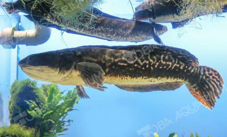 スネークヘッド - 生きもの図鑑 鳥羽水族館