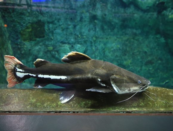 ナマズ目 生きもの図鑑 鳥羽水族館 ナマズ目 生きもの図鑑 鳥羽水族館