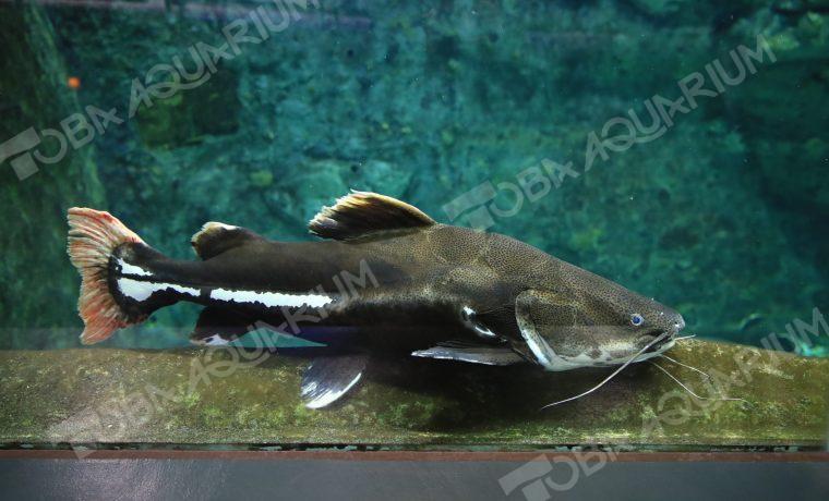 レッドテールキャットフィッシュ 生きもの図鑑 鳥羽水族館 レッドテールキャットフィッシュ 生きもの図鑑 鳥羽水族館