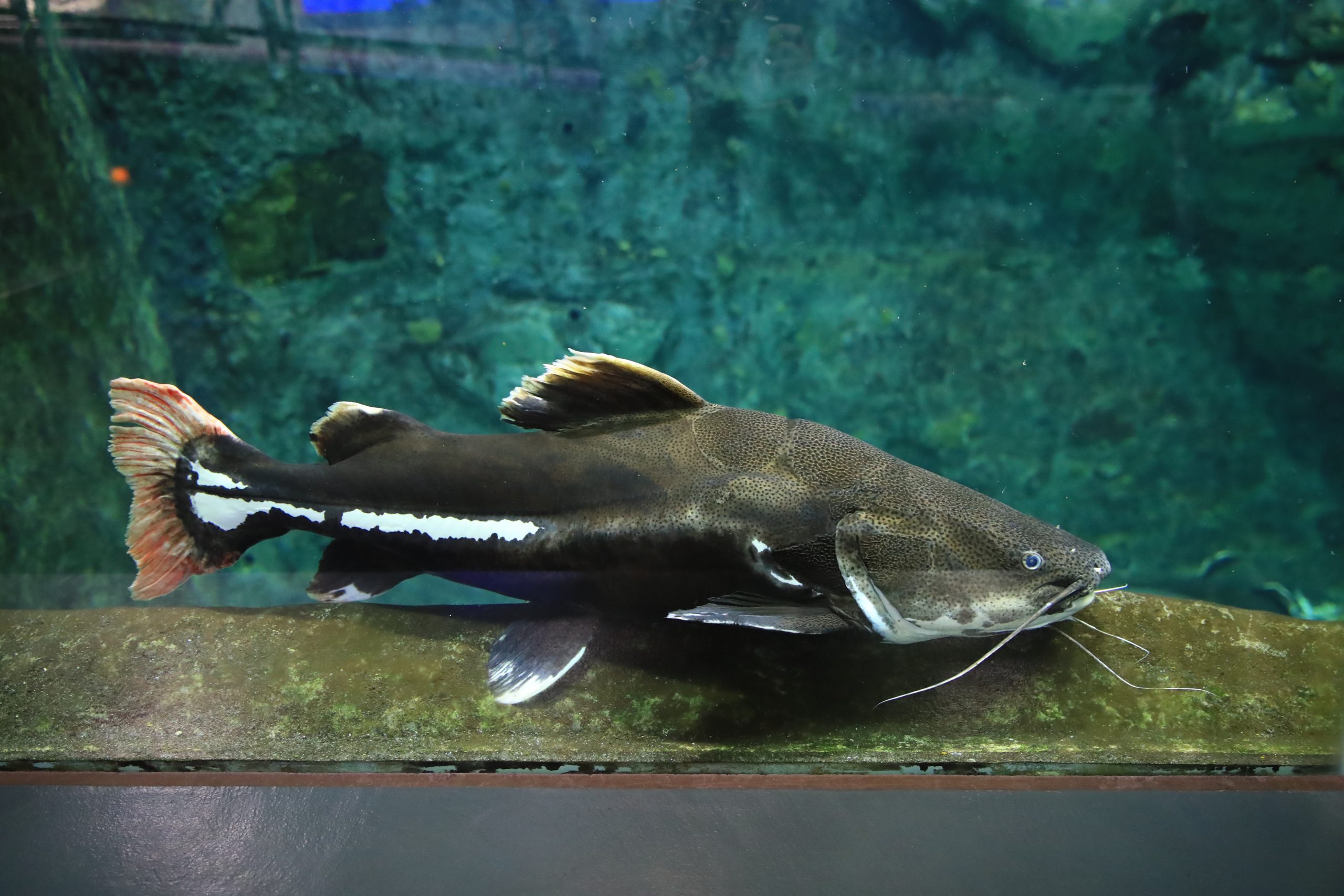 レッドテールキャットフィッシュ 生きもの図鑑 鳥羽水族館 レッドテールキャットフィッシュ 生きもの図鑑 鳥羽水族館