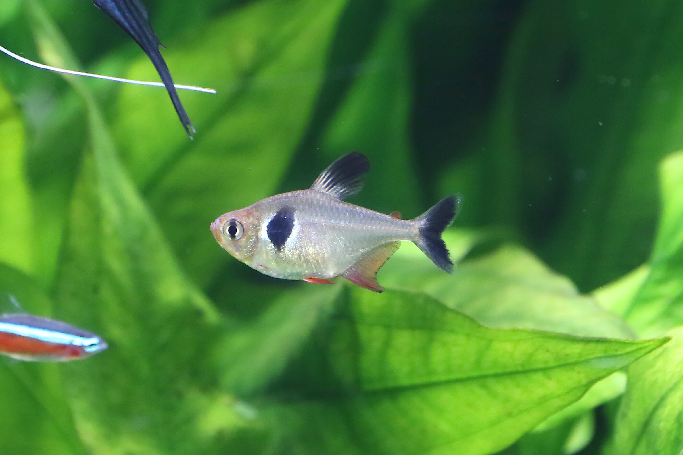 レッドファントムテトラ 生きもの図鑑 鳥羽水族館 レッドファントムテトラ 生きもの図鑑 鳥羽水族館