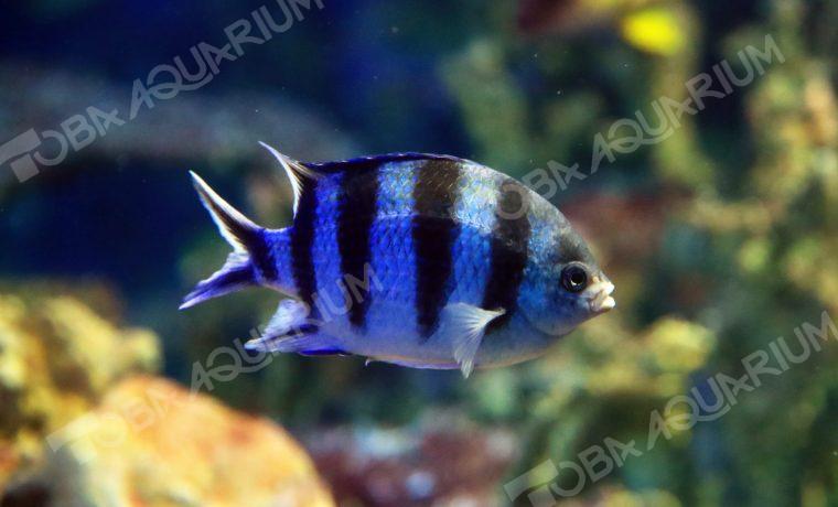 ロクセンスズメダイ 生きもの図鑑 鳥羽水族館 ロクセンスズメダイ 生きもの図鑑 鳥羽水族館